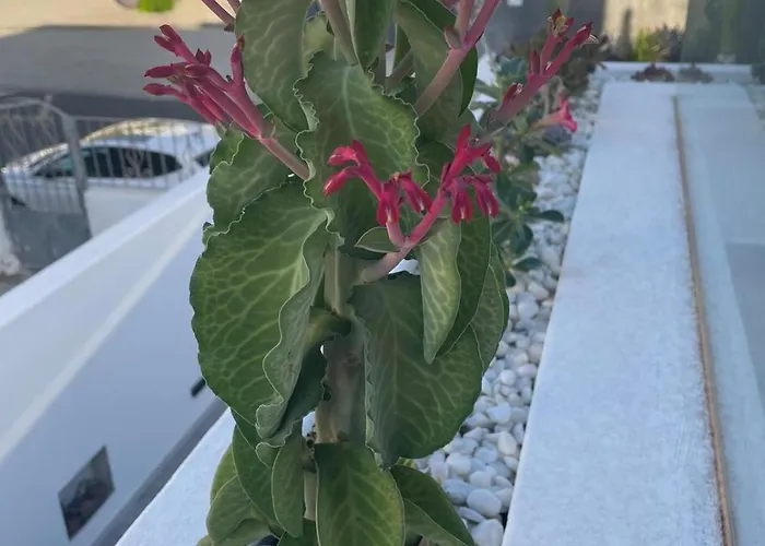 Willa Casa Fariones *